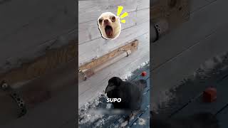 El Cuervo Más INTELIGENTE Del Mundo 😱🐦 #cuervos #shortvideo
