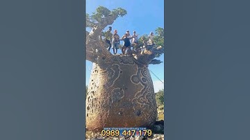 những cây bao báp khổng lồ ở châu phi # shorts