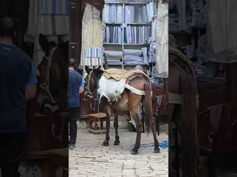 دروب فاس العتيقة