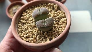 JustKis #63 Lithops Watering - updated 26 Dec 2021