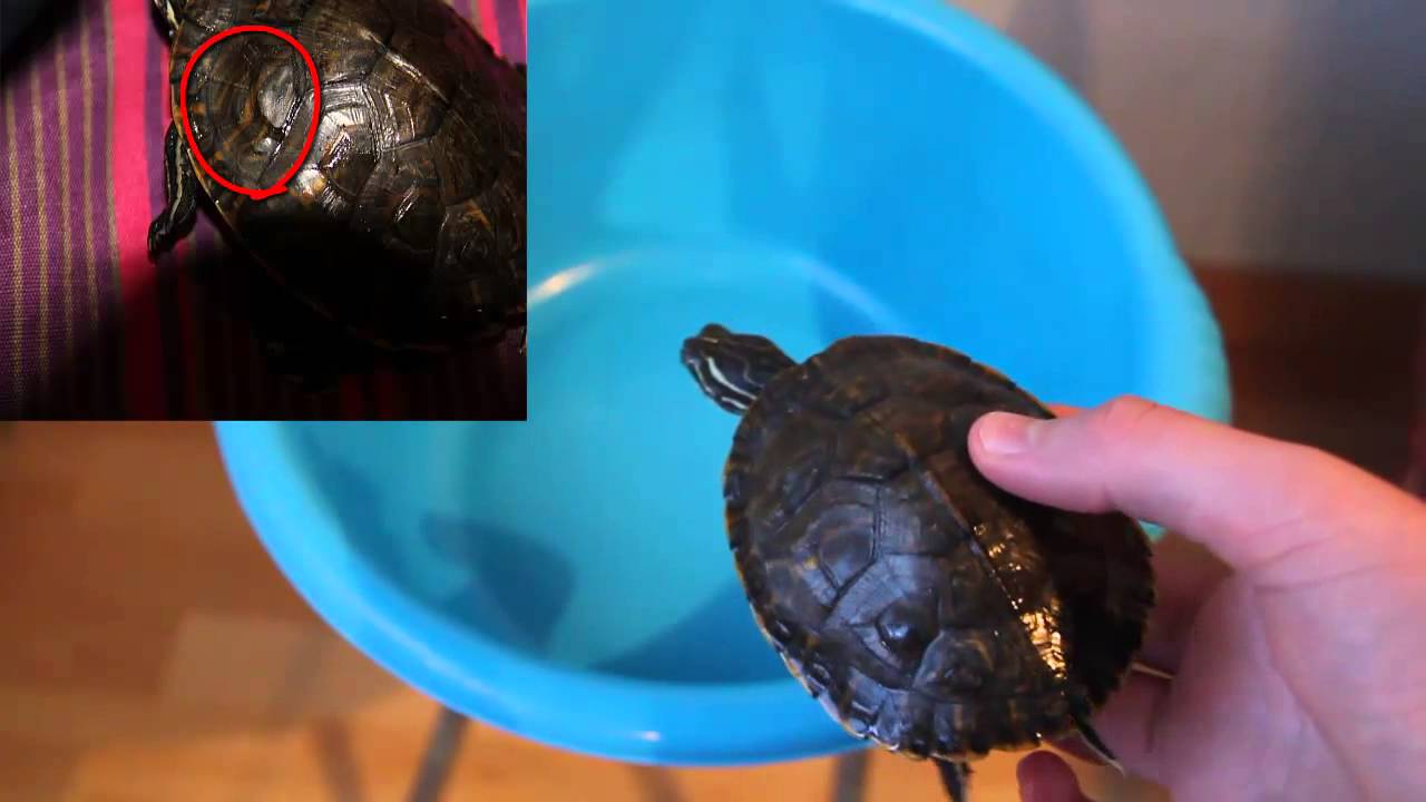 Muda de piel y escamas de las tortugas - YouTube
