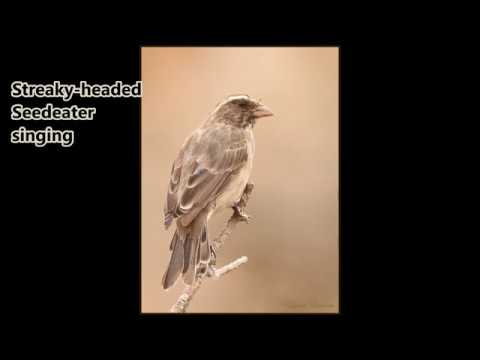 Streaky-headed Seedeater singing 