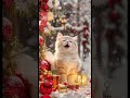 🎄This Cute Kitten Sings the Best Christmas Song! 💖 #Shorts #ChristmasSong #CuteKitten #SingingCat
