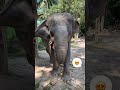 Srilanka tranding elephant shorts..🐘 #short #youtubeshorts #elephant #1millionsubscribers #ytshorts