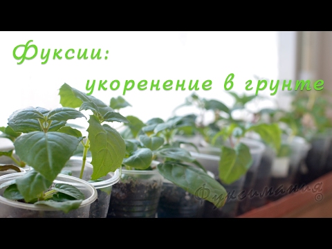 Фуксии: укоренение в