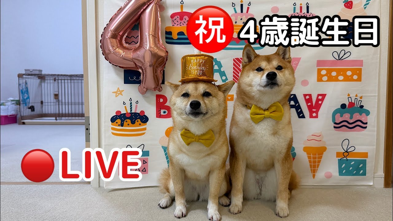 ㊗️Maru-chan's 4th Birthday LIVE! - YouTube