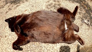 太った黒猫をモフったら、豊満なお腹を見せてへそ天ポーズになった