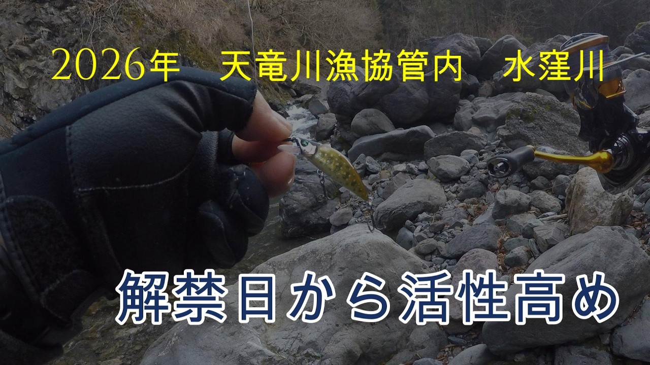 2026年　水窪川解禁　解禁日から高活性のアマゴ　＃014