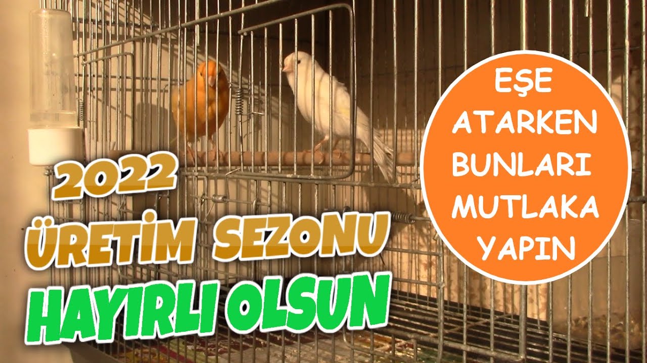 Kuşlarımı Eşe Attım | Kanarya Eşe Atarken Yapılması Gereken Hazırlıklar