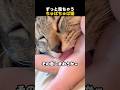 ずっと見ちゃうちゅぱちゅぱ猫