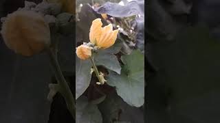 #Bottlegourd(kalitori)#nature#safewater#Flower#Organiccrop#viralvideo#villagelife#shorts#farming