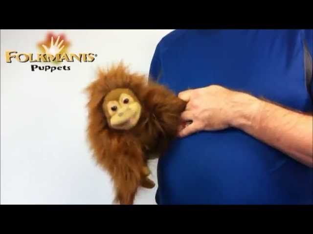 Video: Orangutan menší