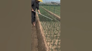 Smart technique of weeding onion plants #shorts