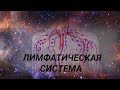 СТРОЕНИЕ ЛИМФАТИЧЕСКОЙ СИСТЕМЫ