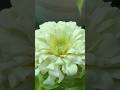 White zinnia 🤍 #youtube #flowers #trending #terracegardenindia #nature #hindisong #song #shorts #yt