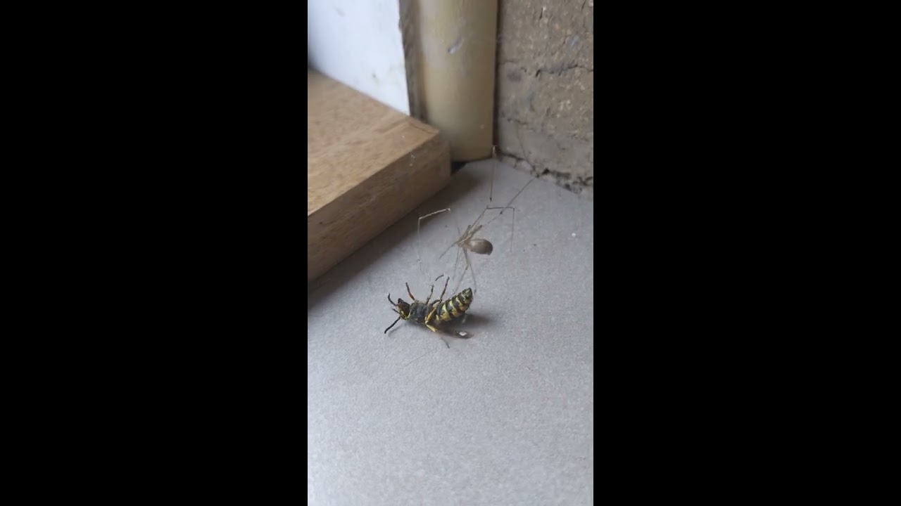 Daddy Longlegs Spider Takes Down Wasp 