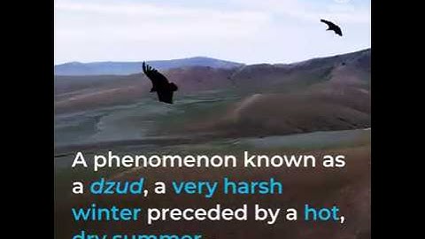 Acting early to save livelihoods in Mongolia