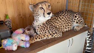  Gerda meets Unicorn. Cheetah plays with toys