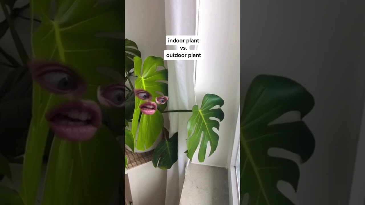 🍃Indoor VS outdoor plants🌱 