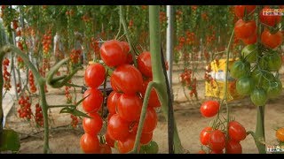 गोल्भेडा खेती/Tomato Farming In Nepal/2019