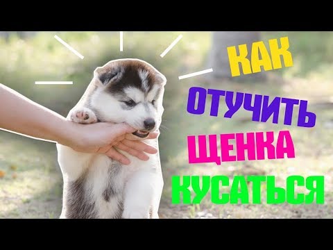 КАК ОТУЧИТЬ ЩЕНКА КУСАТЬСЯ | ЩЕНОК КУСАЕТ ЗА РУКИ И НОГИ