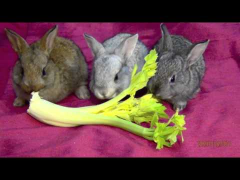 My Cute Pet Baby Bunnies Eating Lettuce Funny Bunny Rabbits Babies Pets Close Up Safe Videos For Kids - rabbit simulator new roblox cute and funny animals