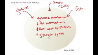 Effects of Insulin Release