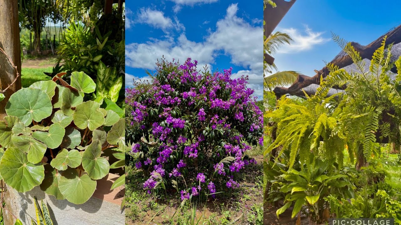 Mudanças que transformaram meu jardim num paraíso de flores ✂️🌸