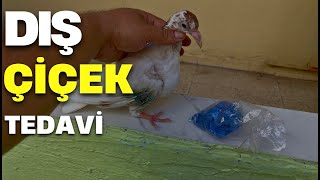 Kıjnikonun Kanadını Mavi Göz Taşı İle Tedavi Ediyorum (Mucize Karışım)
