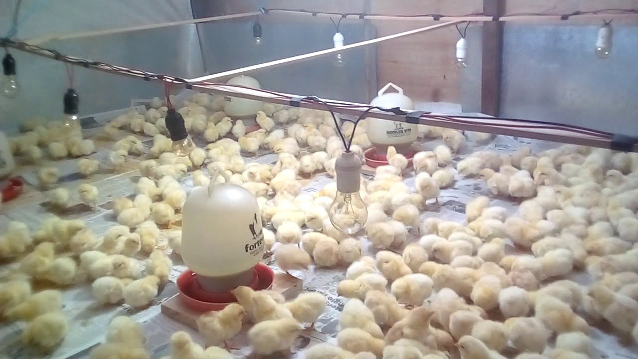 023 cara ternak ayam ll masa broding Doc sistem kelambu pemanas listrik