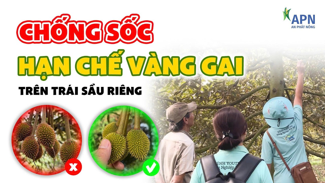 APN - CHỐNG SỐC, HẠN CHẾ VÀNG GAI TRÊN TRÁI SẦU RIÊNG