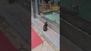 A black mama cat asks customers for food at the restaurant door so she can bring food to her kittens