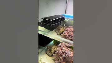 Aquarium Overflow Box