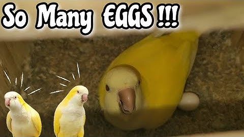 Nest inspections on the parrots + NEW PROJECTS 🔨