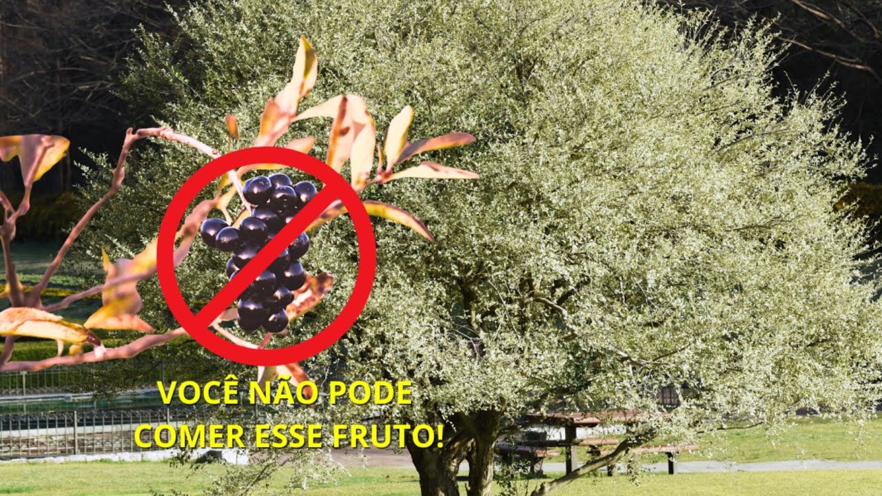 Alerta: Ligustro, planta popular, pode ser venenosa e representar perigo para a saúde