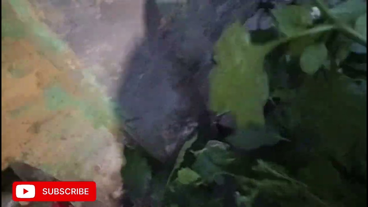 WEL come to New everyday video 2💯  daily everyday video 📸 