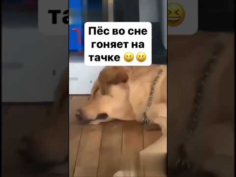 Shorts Memes Meme Dogs Dog Собаки Прикол Мем Смешно