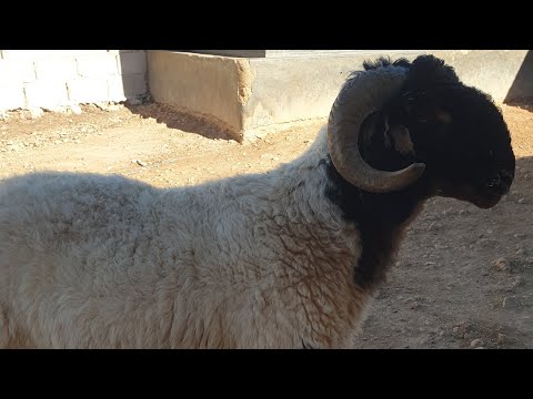 كحم اول عملاق