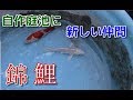 自作庭池に錦鯉を追加しました