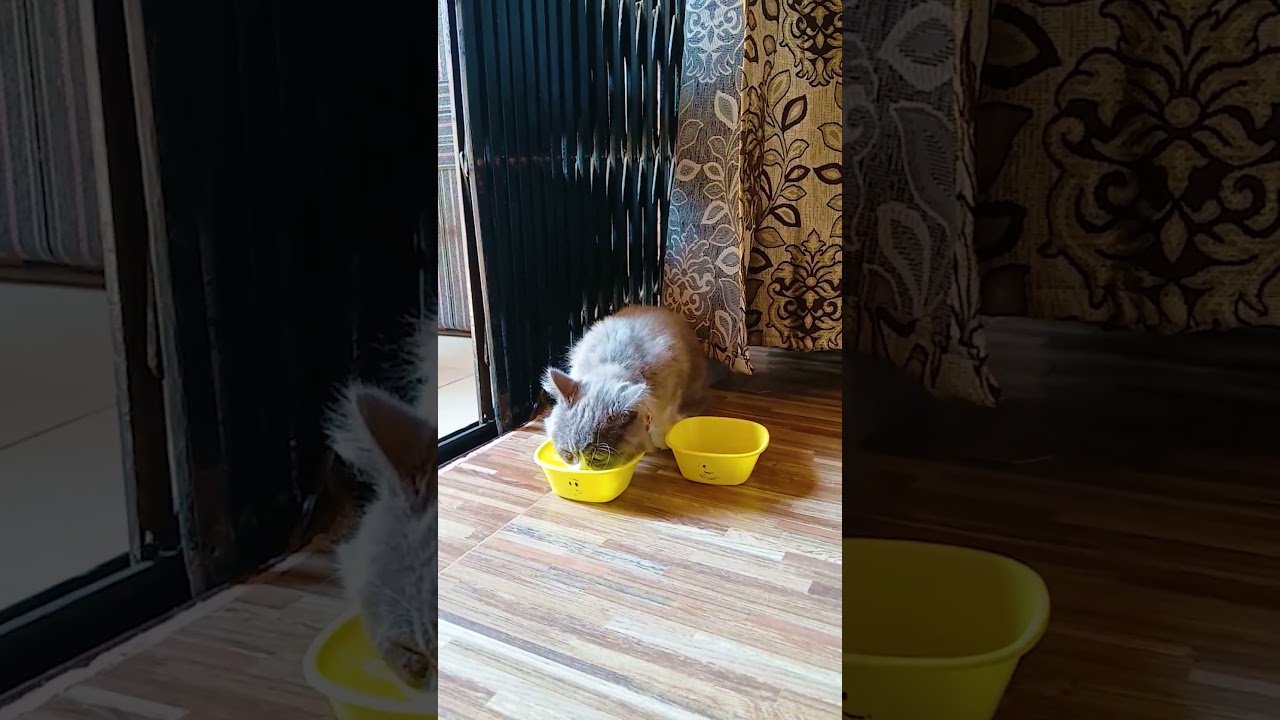 OMG Funny Cats Videos😂 ~ Funny Animals Competition 2025 ~ Funny Cat Videos 😂