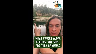 What causes algal blooms, and why are they harmful?