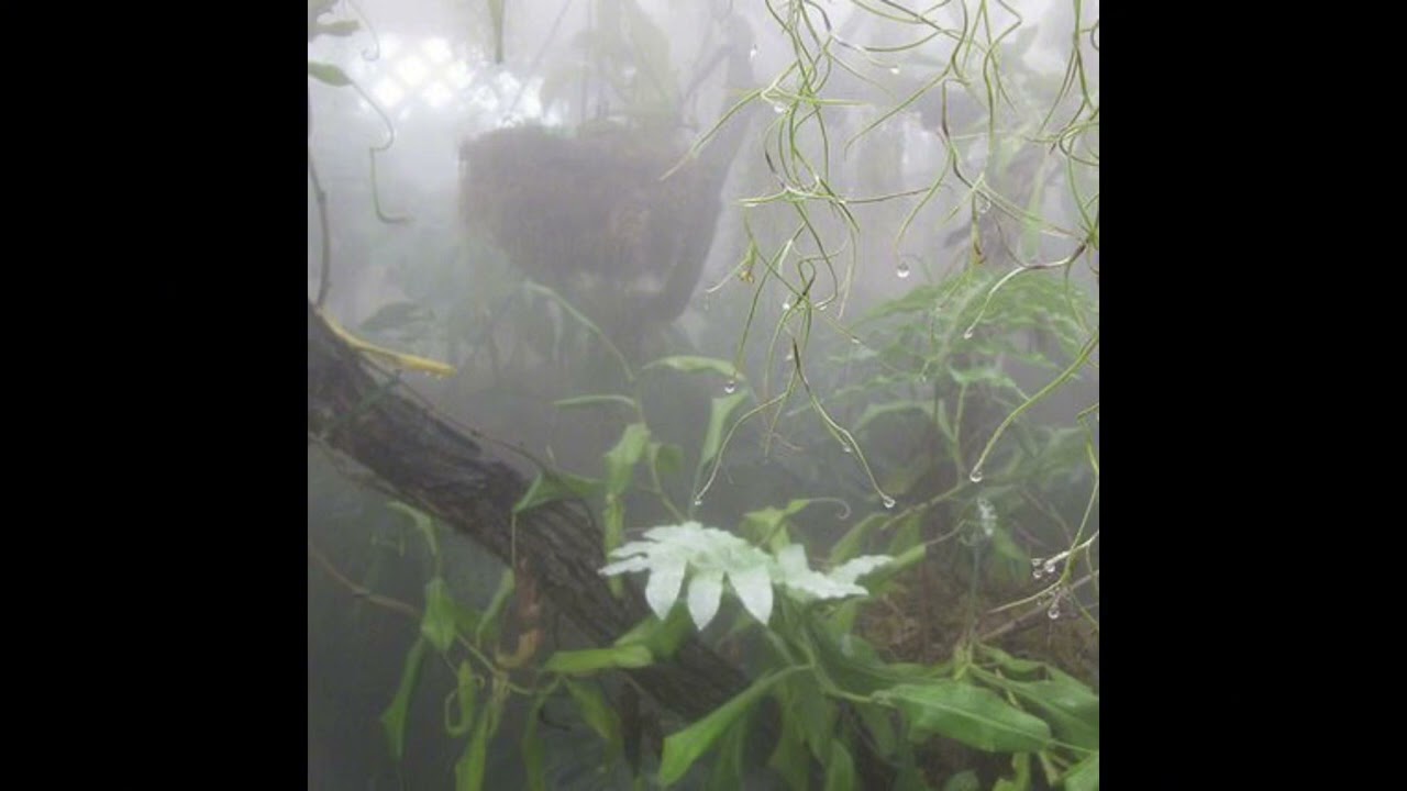 ambient × experimental × heaven type beat "sylvan" @neltq*