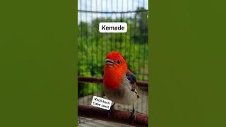 burung cabe cabean gacor ngalas#kemadegacor #cabecabean #masteran