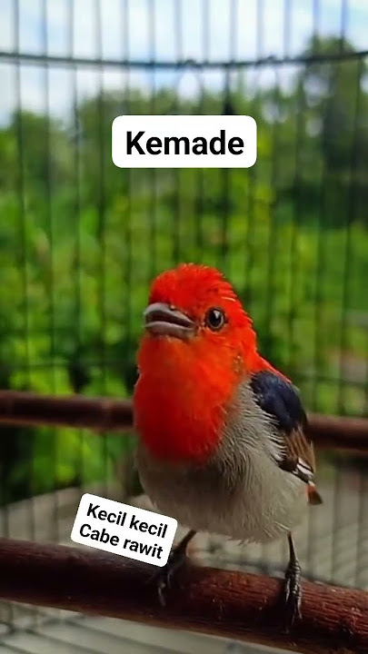burung cabe cabean gacor ngalas#kemadegacor #cabecabean #masteran