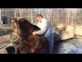 Большой домашний медведь 🐻
