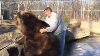 Огромный домашний медведь