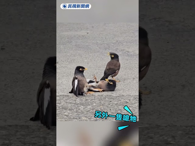 「鳥界格鬥賽」當街開打　還有鳥裁判當見證網笑翻｜民視新聞｜
