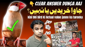 Java Sparrow lagaen ya nahi | Fawn java finch Actual Price | java bird business tips