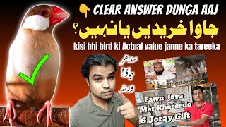 Java Sparrow lagaen ya nahi | Fawn java finch Actual Price | java bird business tips