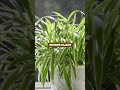 Plants to Undo Cigarette Damage #INDOORPLANTS #HOUSEPLANTS #shorts